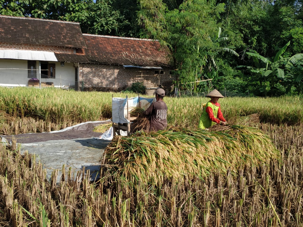 Pertanian Seluas 450 Hektar Persegi, Masa Panen 1 Tahun Memperoleh 10.000 Ton