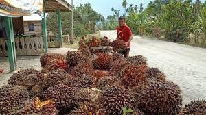 Perkebunan Sawit Seluas 5.000 Hektar Persegi, Masa Panen 1 Tahun Memperoleh 100.000 Ton.